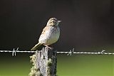 Australasian Pipit